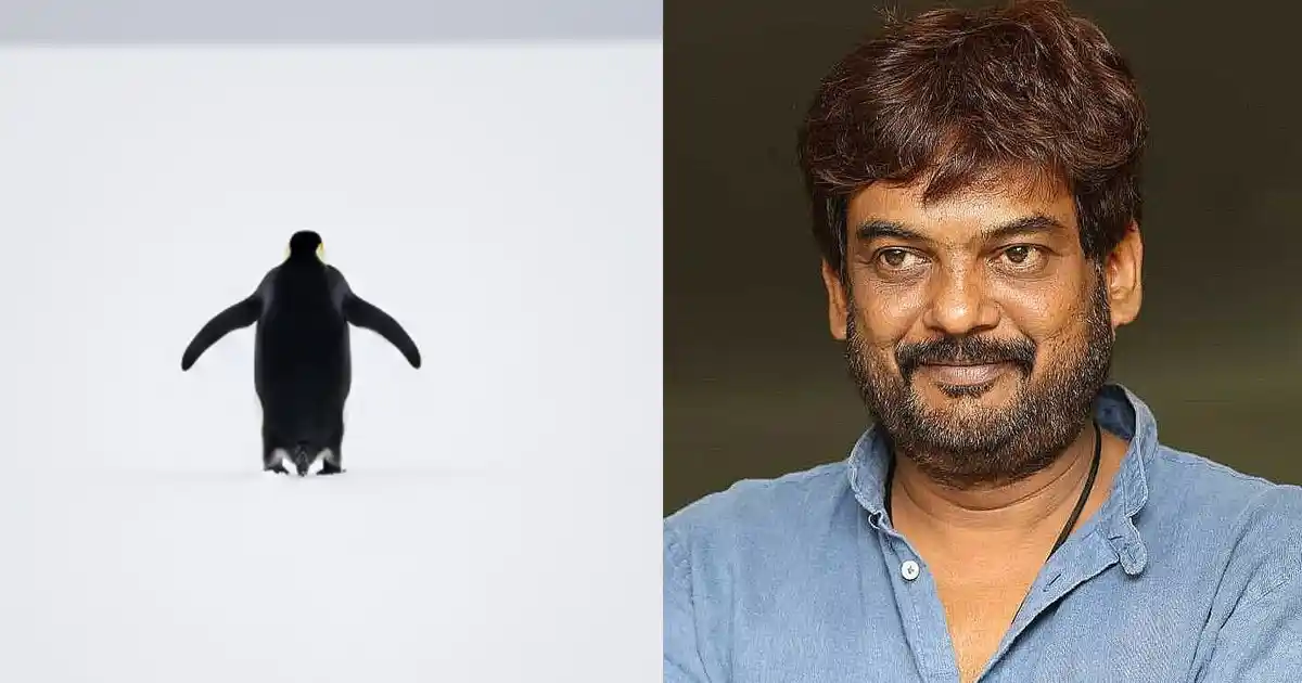 That One Penguin: వైరలవుతున్న పెంగ్విన్ కథని ఎప్పుడో చెప్పిన పూరీ.!