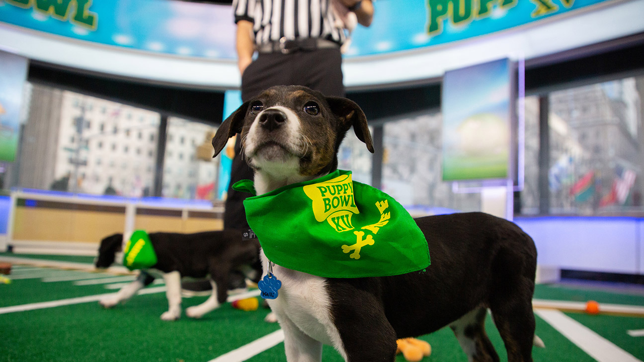 ‘Puppy Bowl’ Trainer on How to Teach 125 Puppies to Play Fake Football and Not Poop on the Field (Too Much)