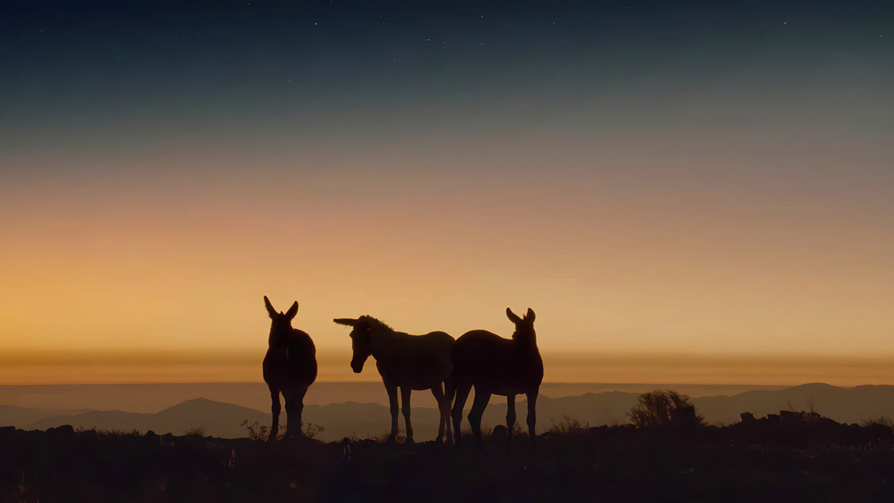 ‘Perfectly a Strangeness’ Director Calls Cinematic Reverie About Starstruck Donkeys a “Mad Idea” 