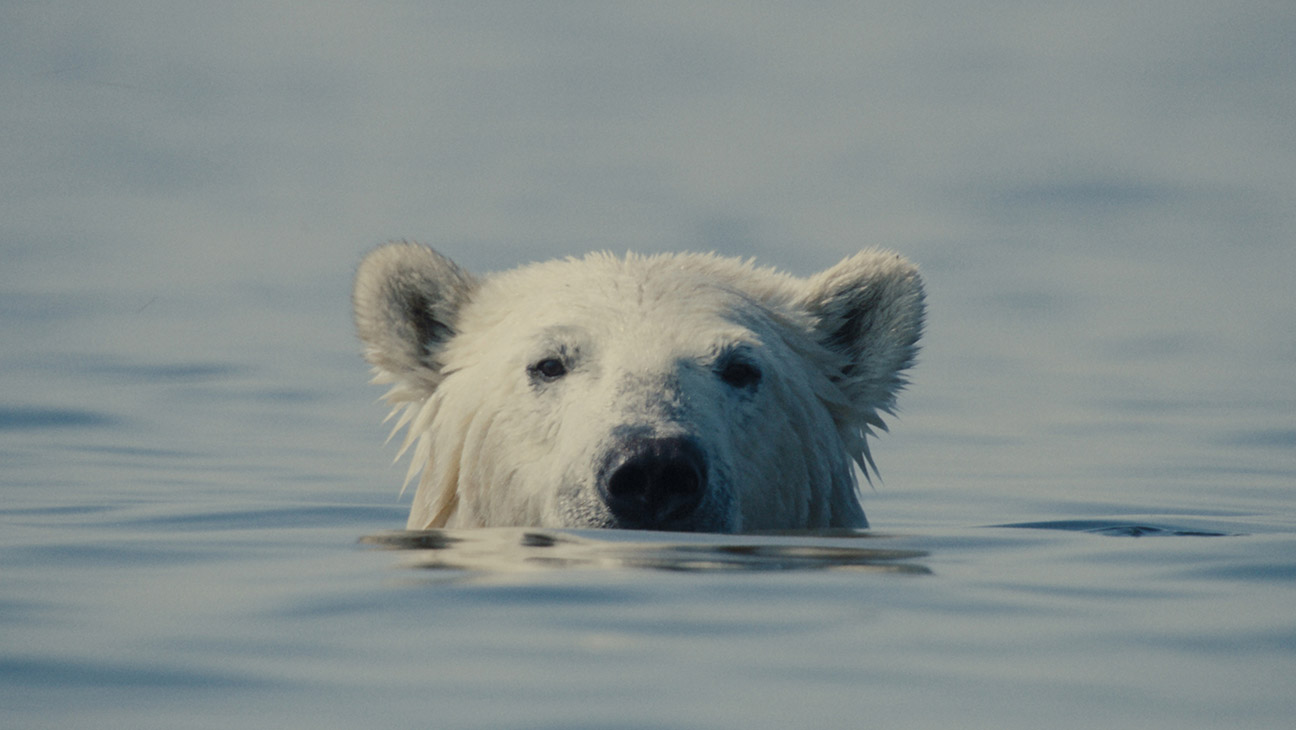 ‘Nuisance Bear’ Review: Transfixing Study of Polar Bears in the Canadian Arctic Reflects on the Steep Two-Way Costs of Human Interaction