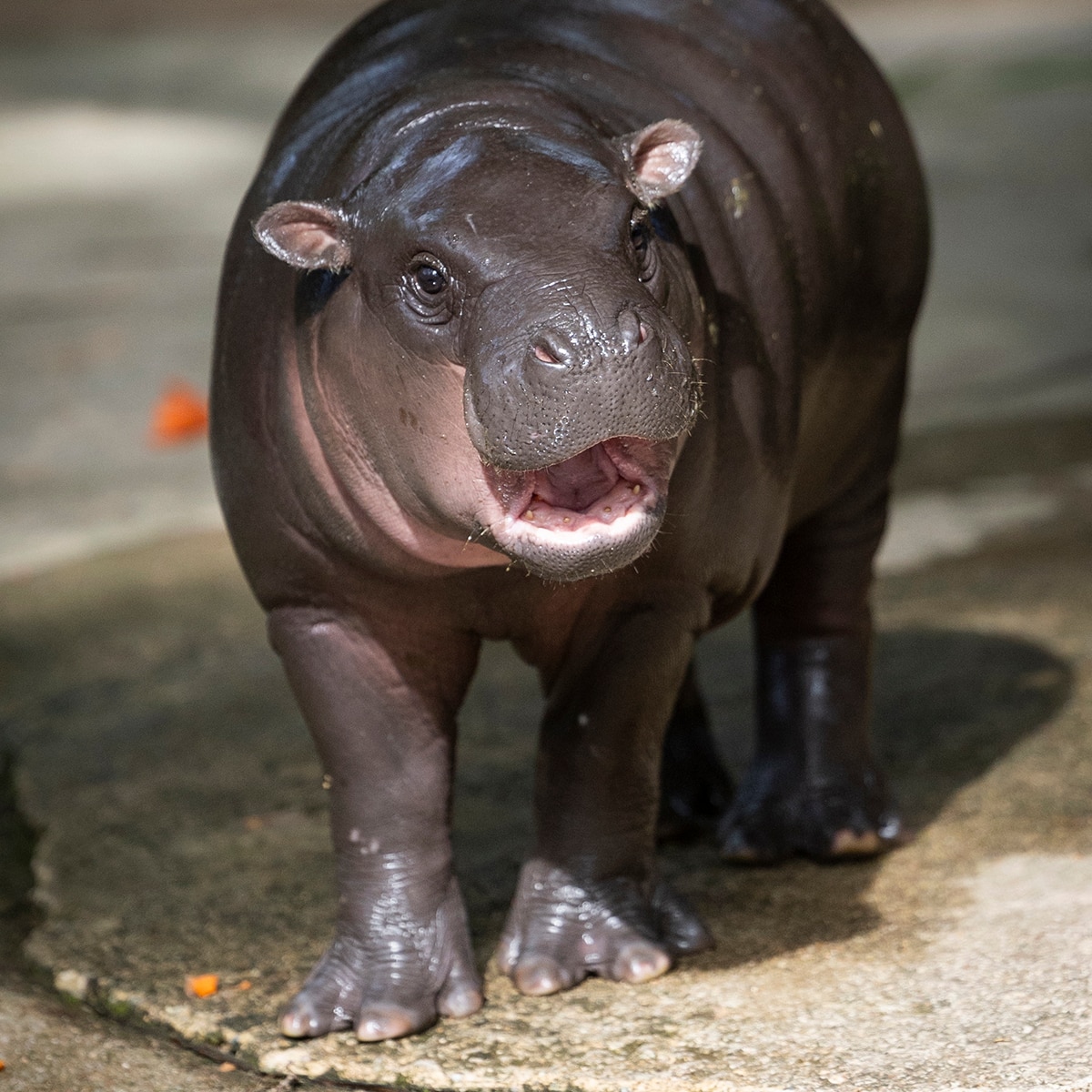 Moo Deng’s Zoo Responds to Concerns Over Pygmy Hippo’s “Sad” Habitat