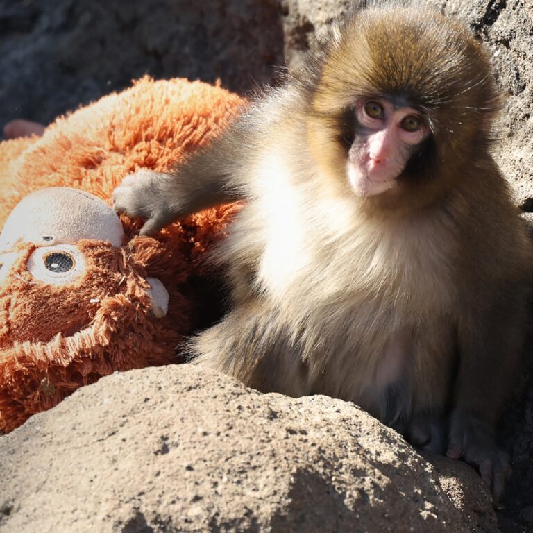 Zoo Responds to Claim That Punch the Monkey Is “Being Bullied”